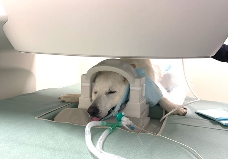 MRI使用イメージ