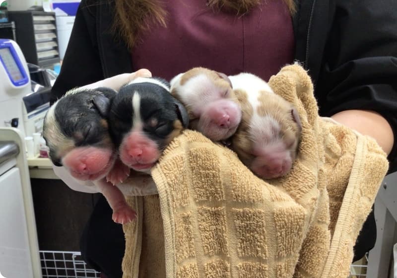 帝王切開で生まれた犬の赤ちゃんの写真