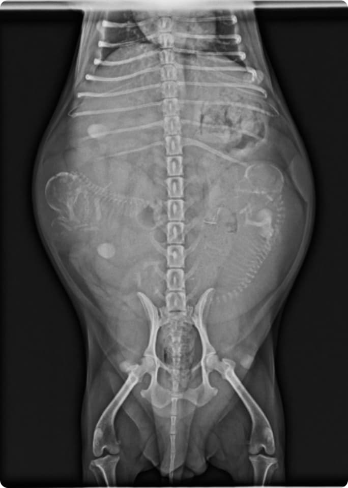 交配適期診断の画像