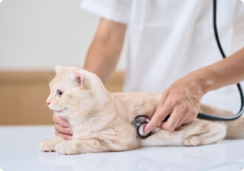 診察を受ける猫の写真