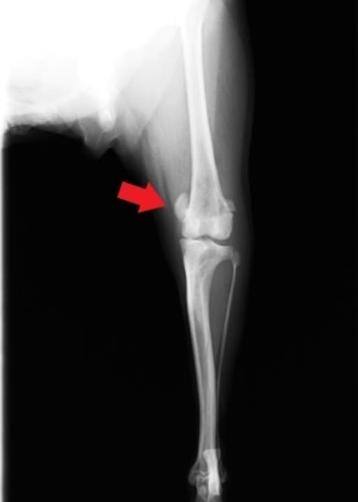 膝蓋骨脱臼(パテラ)手術前のレントゲン写真