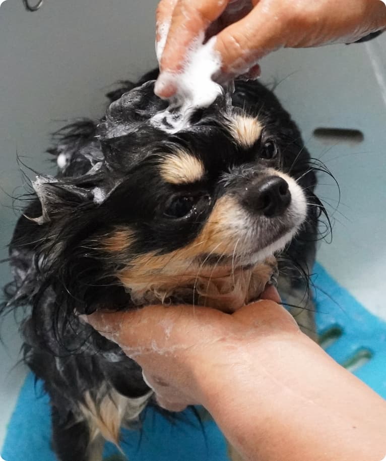 マイクロバブルで洗われている犬の画像