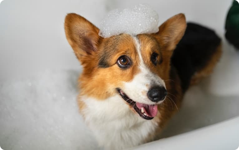 高濃度炭酸泉に入る犬の画像